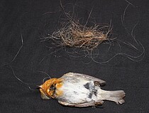 Kliener Vogel erhängt sich beim Nestbau an einem Plastkfaden