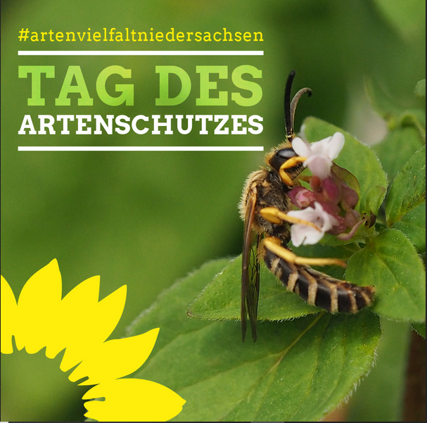 Ein Schmetterling trinkt Nektar aus einer Distelblüte auf einer Wiese