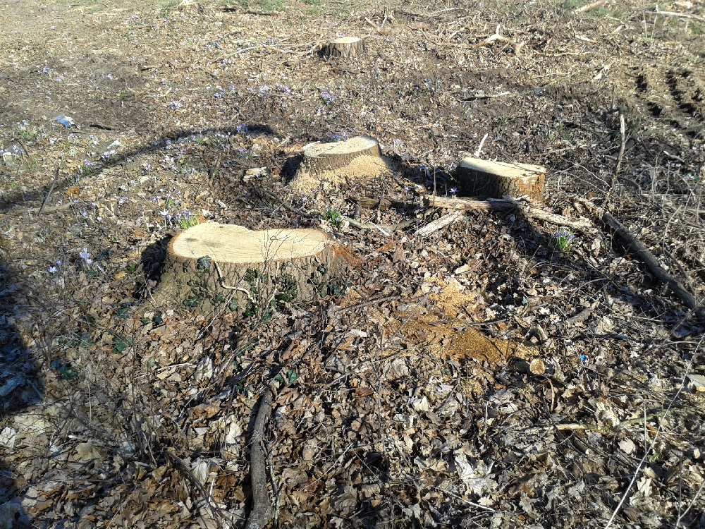 Waldzerstörung in Hodenhagen (Foto: Klaus Todtenhausen)