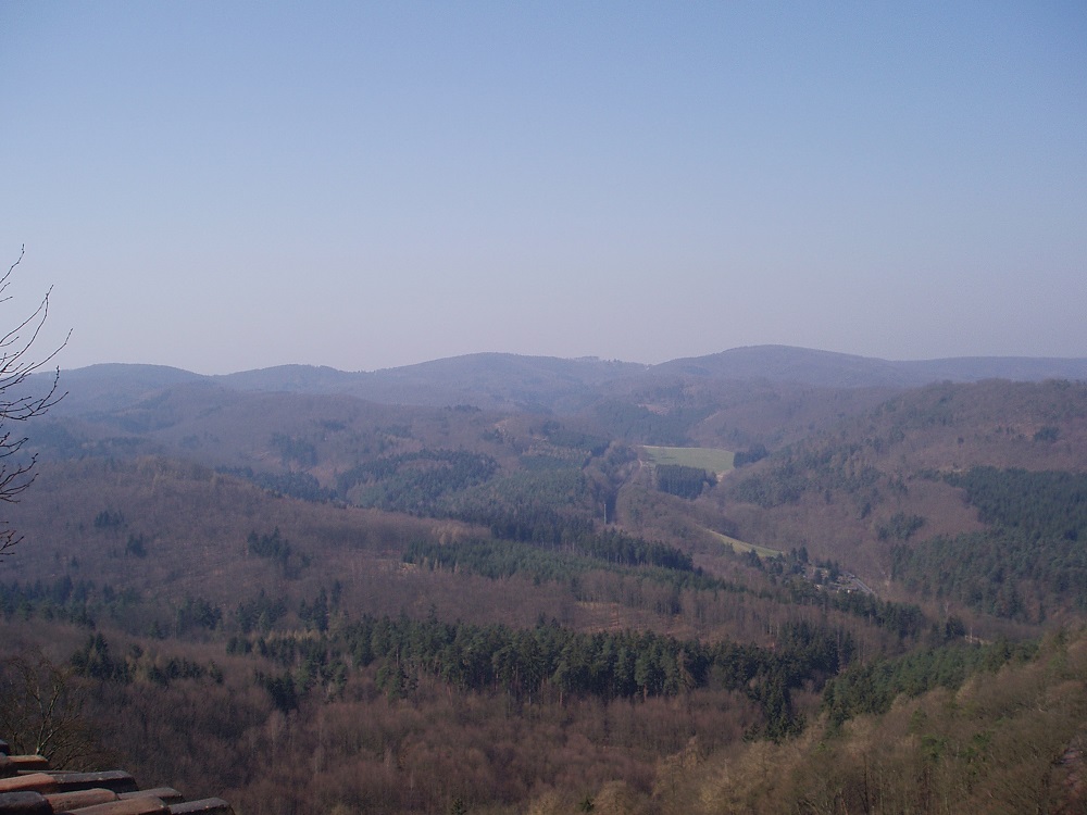 Ein Waldbild von oben...
