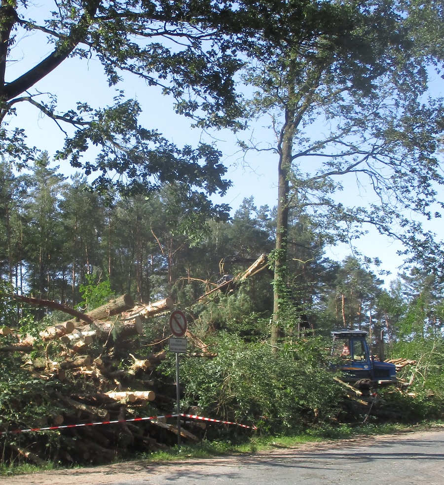 Waldrodung Winsener Str. 19.08.2019