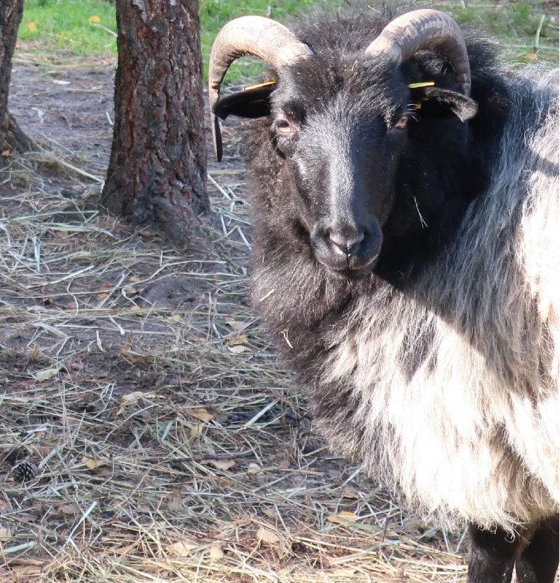 Eine Heidschnucke Foto: Elisabeth Bischoff