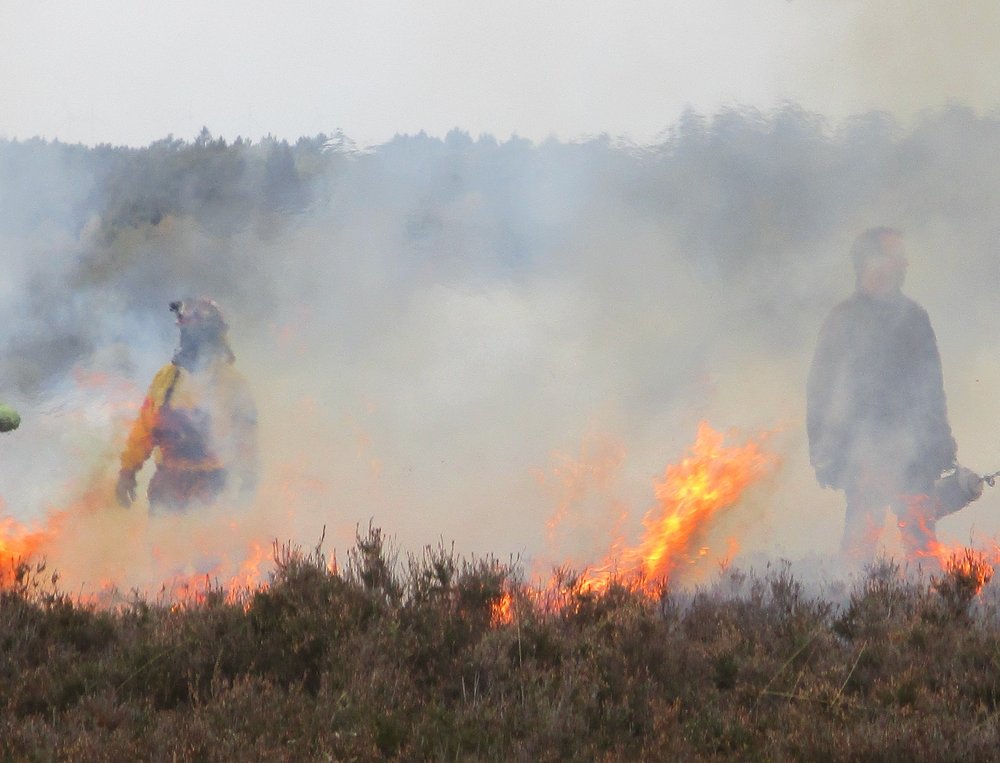 Heideabbrand bei Haverbeck