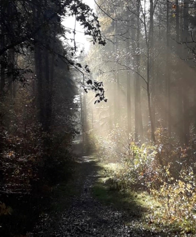 Innerörtlicher Wald in Munster (Foto: Stefan Koszowyj)
